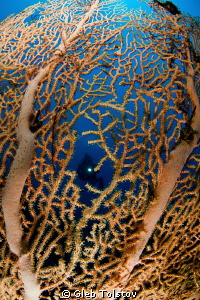 A diver behind a sea fan by Gleb Tolstov 